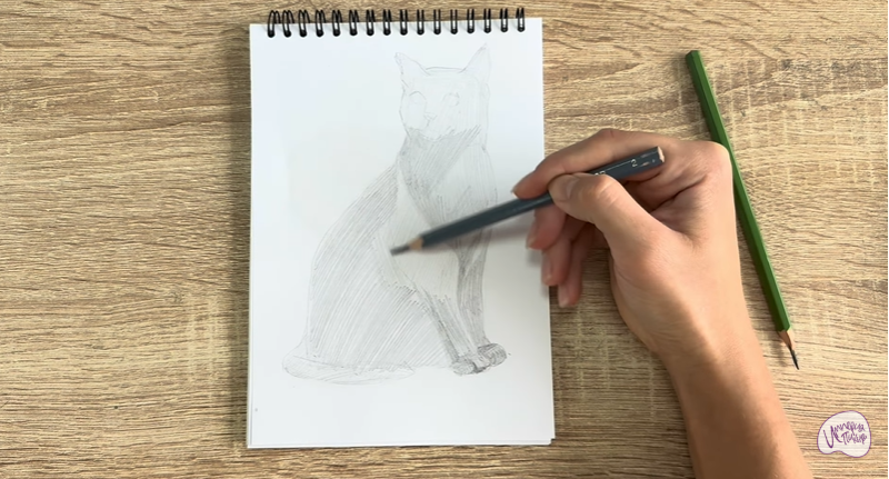 Рисуем Бурманский кот Рисуем Бурманский кот