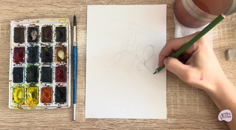 Рисуем Розовая смолёвка