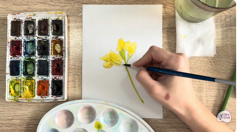 Рисуем Чина луговая