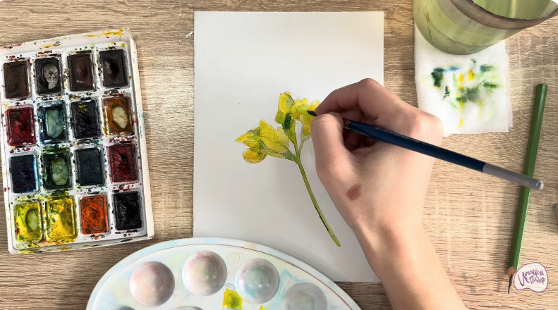 Рисуем Чина луговая