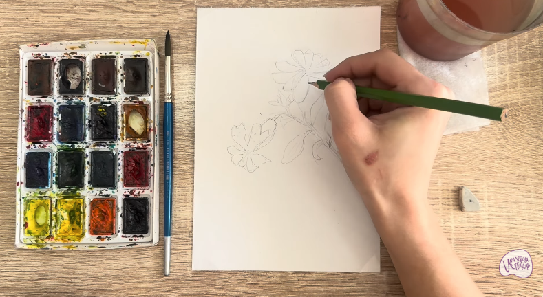 Рисуем Розовая смолёвка